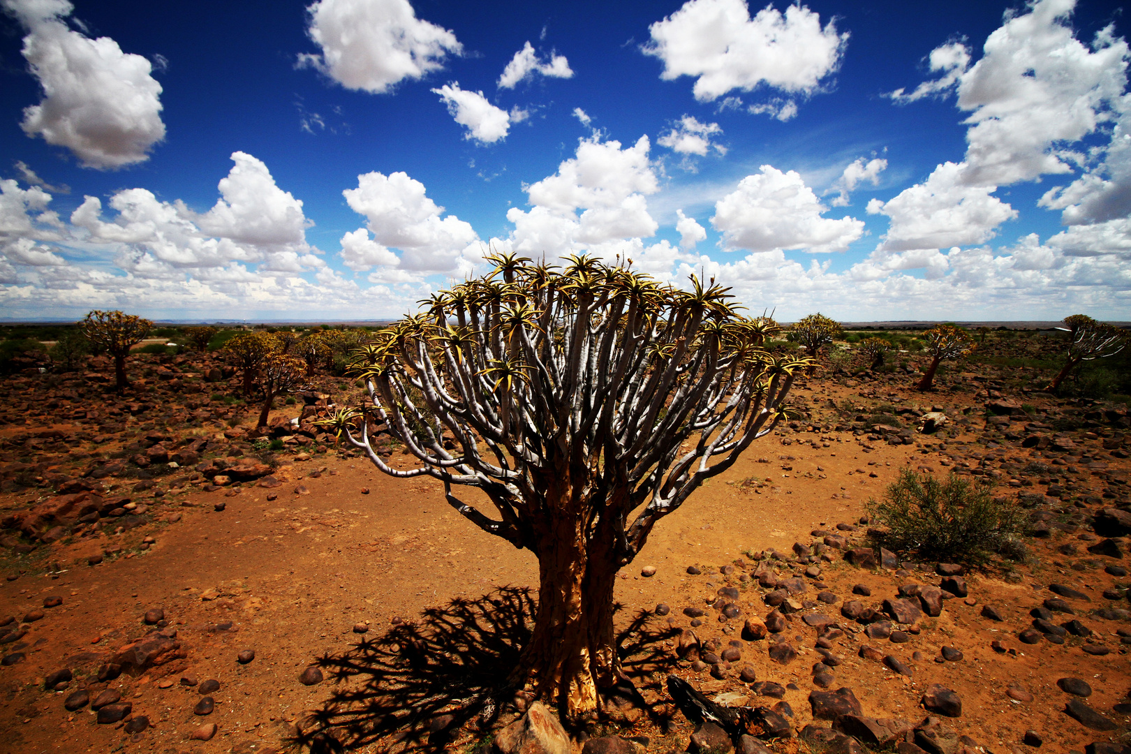 kalahari quiver tree