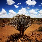 kalahari quiver tree