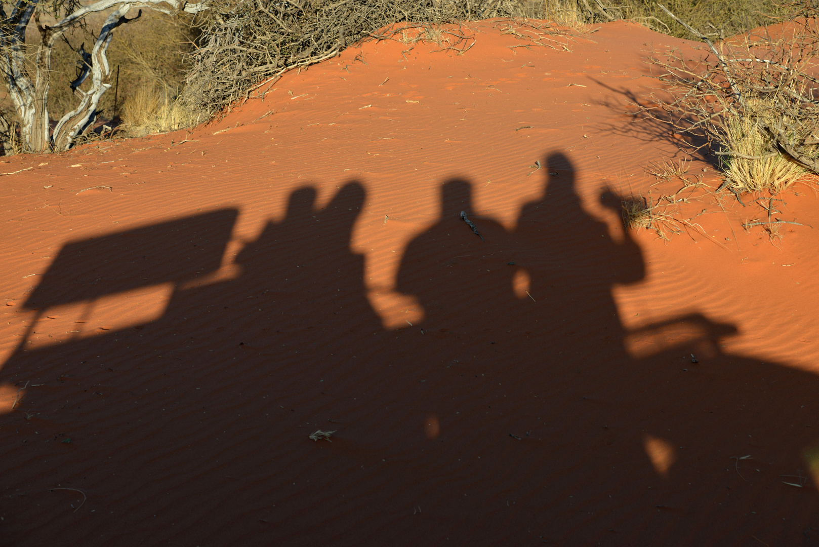 Kalahari: Safari-Schatten