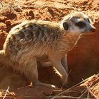 Kalahari - Spaziergang mit Erdmännchen