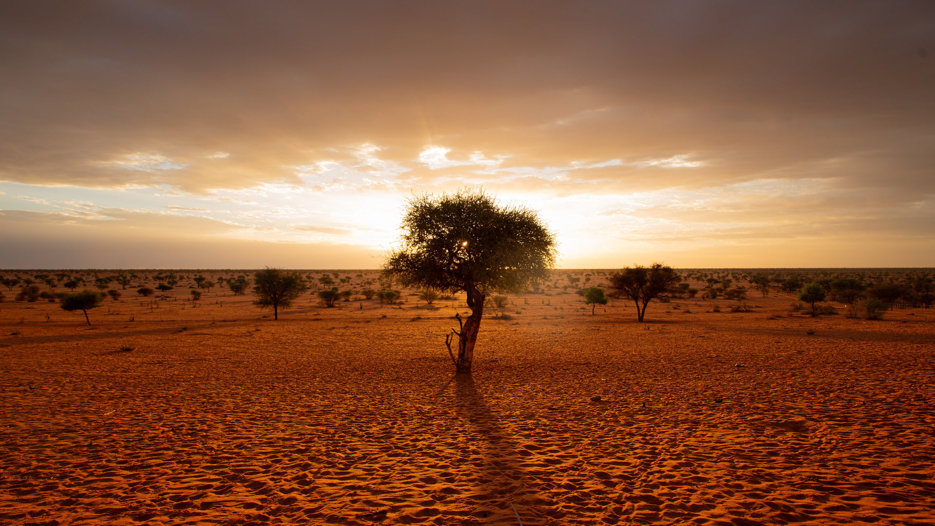 Kalahari Sundown II