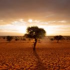 Kalahari Sundown II