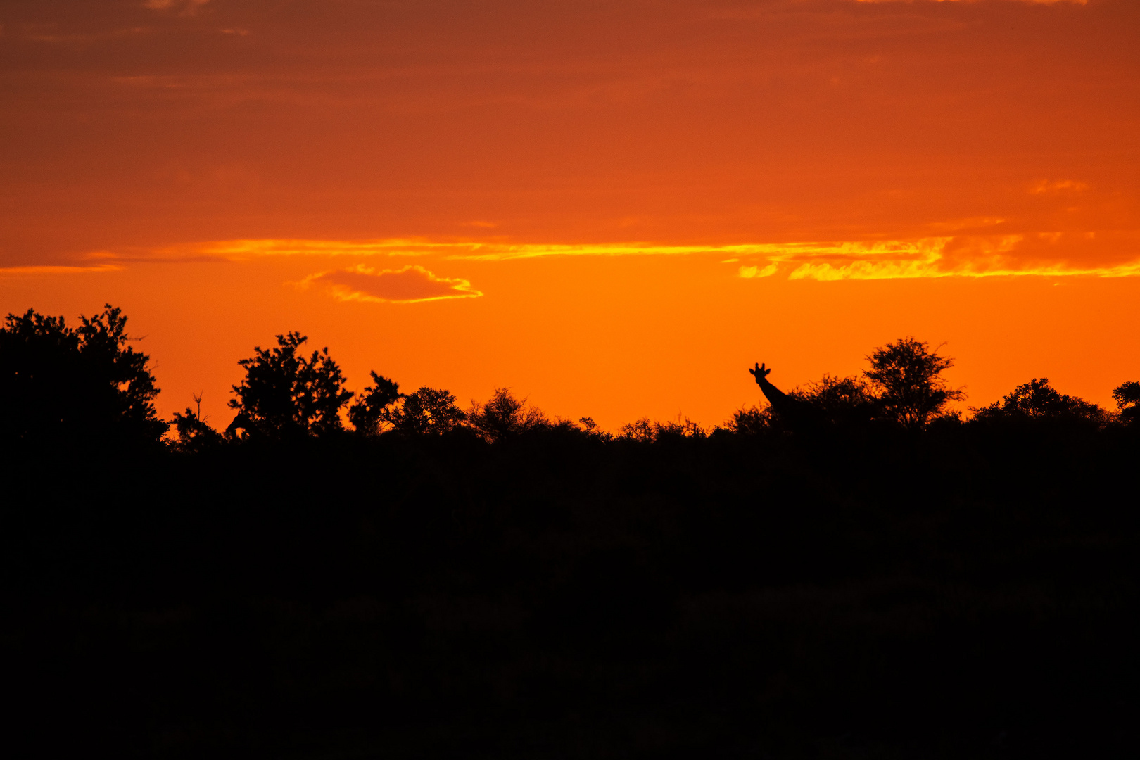 Kalahari Sunset