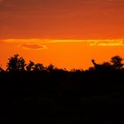 Kalahari Sunset