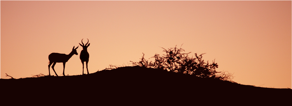 Kalahari Sunset