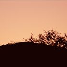 Kalahari Sunset