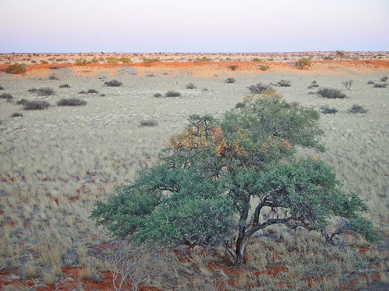 Kalahari Wüste Namibia