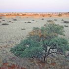 Kalahari Wüste Namibia