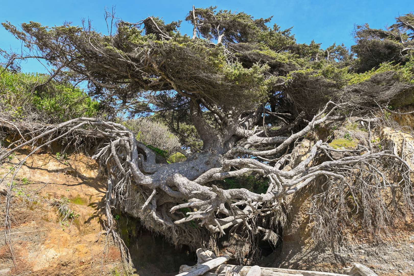 Kalaloch "Tree of Life"