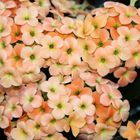 Kalanchoe