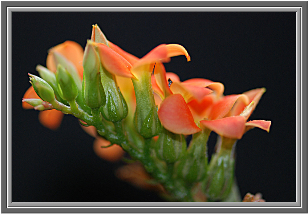 Kalanchoe