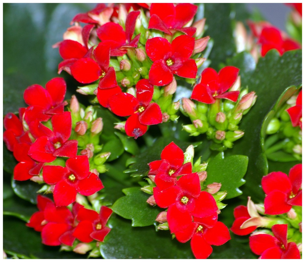 Kalanchoe