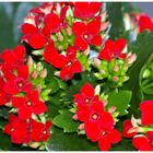 Kalanchoe