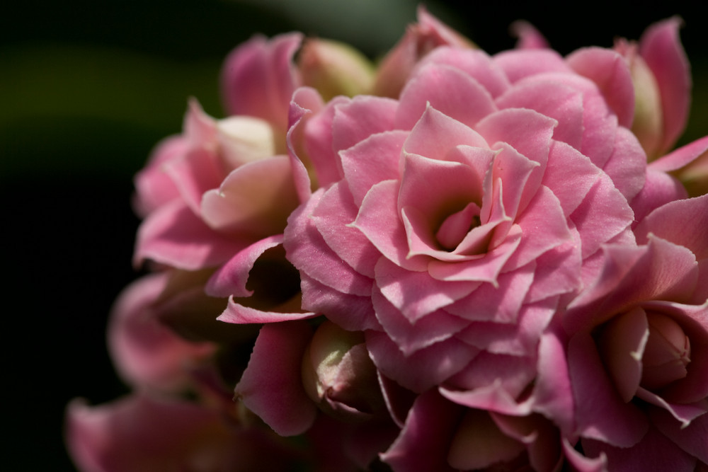 Kalanchoe