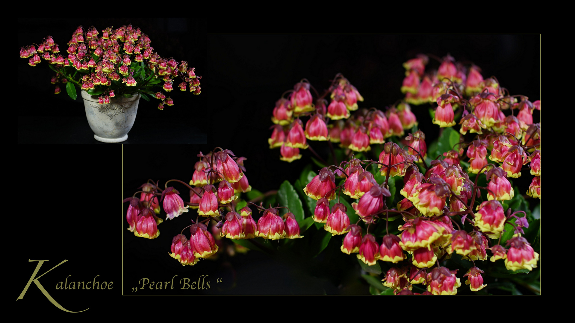 Kalanchoe