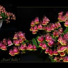 Kalanchoe