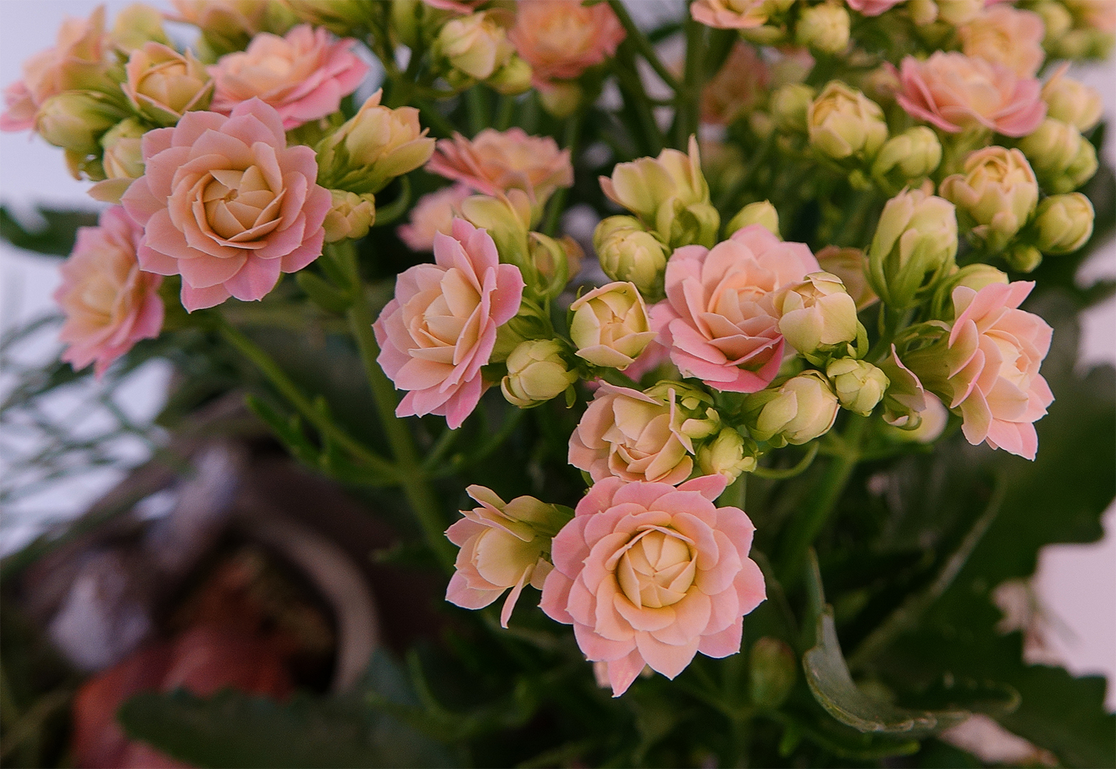 Kalanchoe