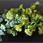 Kalanchoe