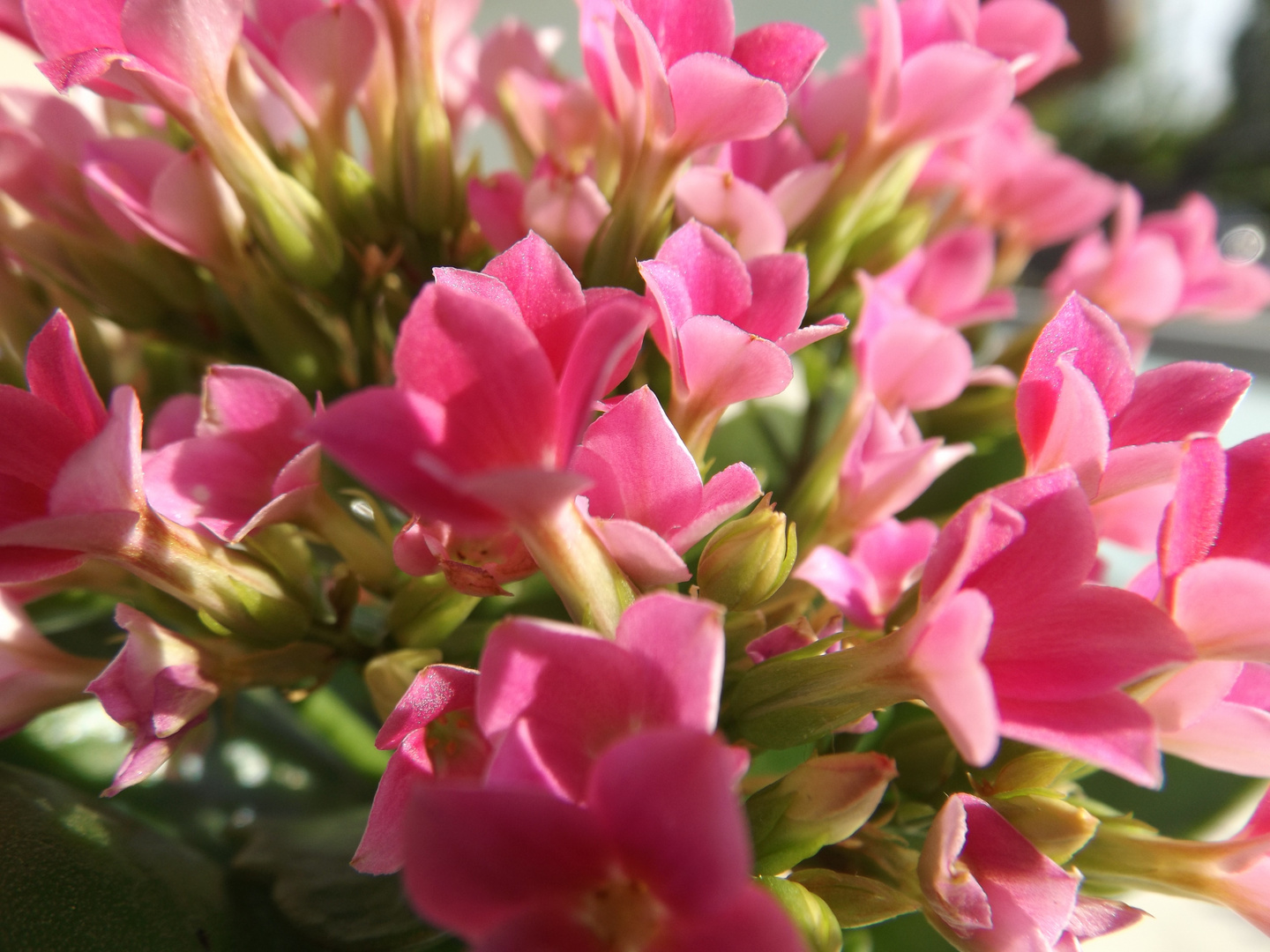 Kalanchoe