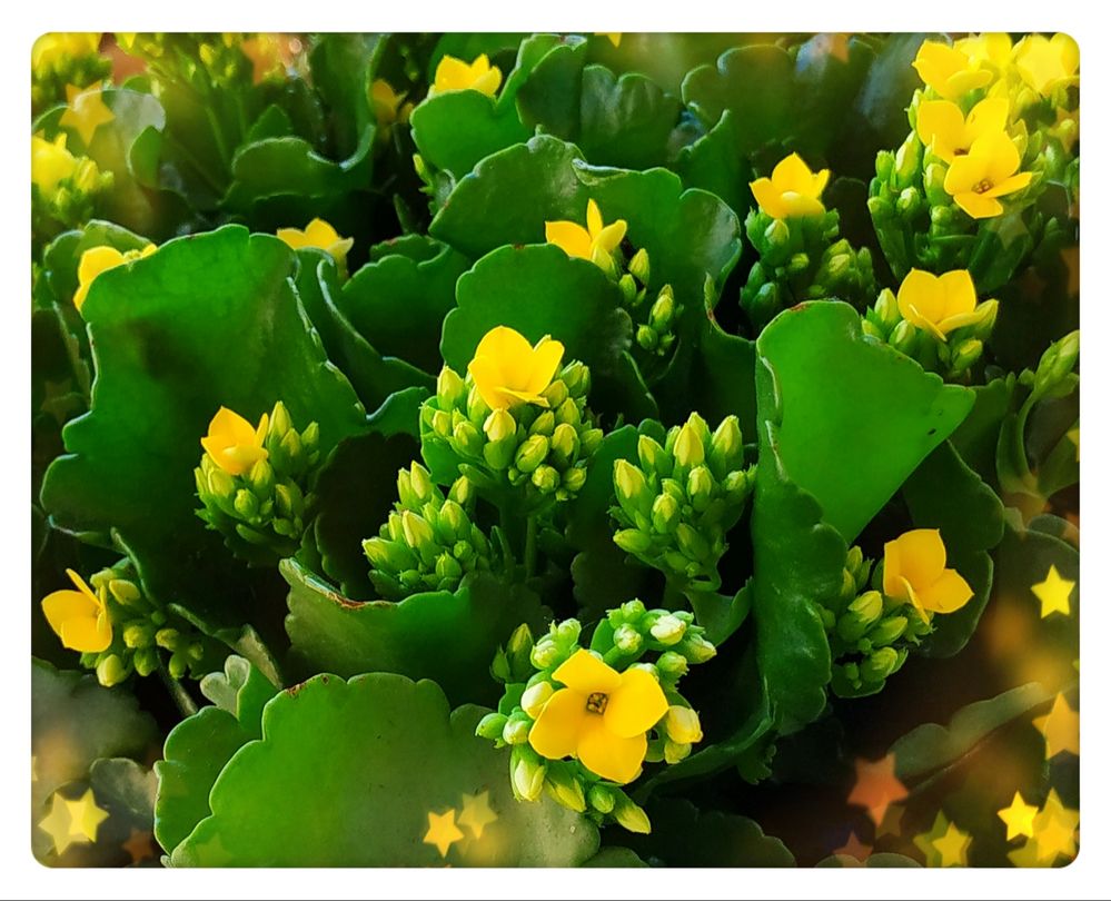 Kalanchoë