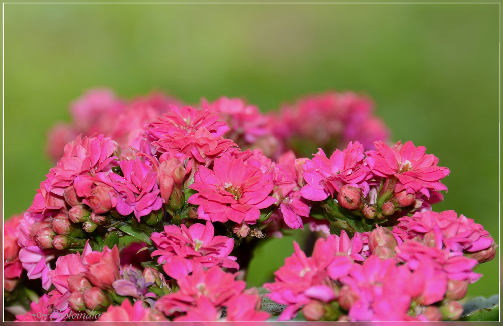 -= kalanchoe =-