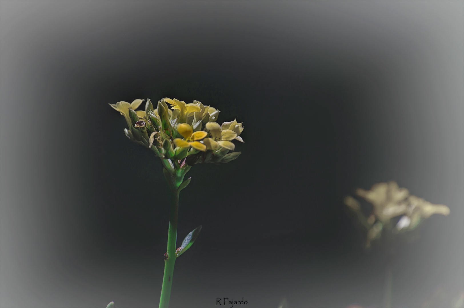 Kalanchoe