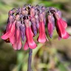 Kalanchoe