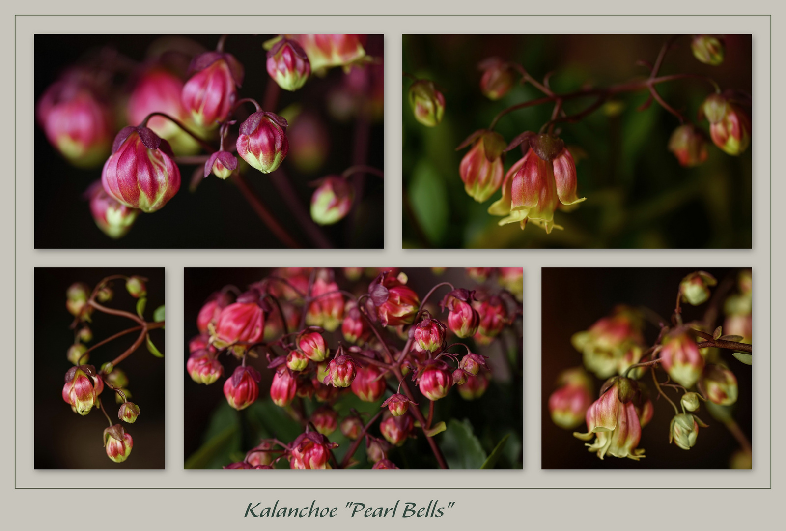 Kalanchoe 