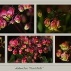 Kalanchoe 