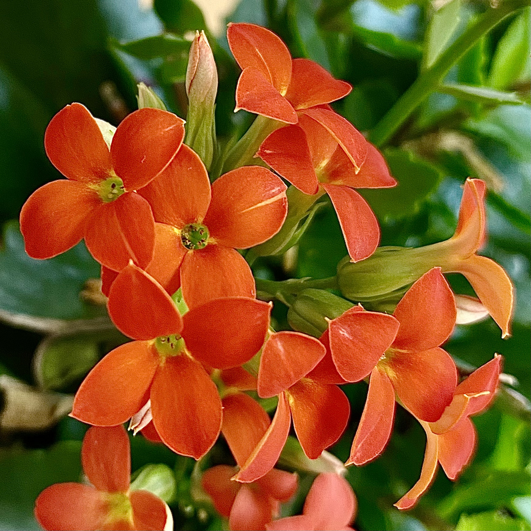 Kalanchoe