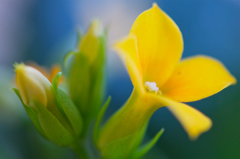 Kalanchoe