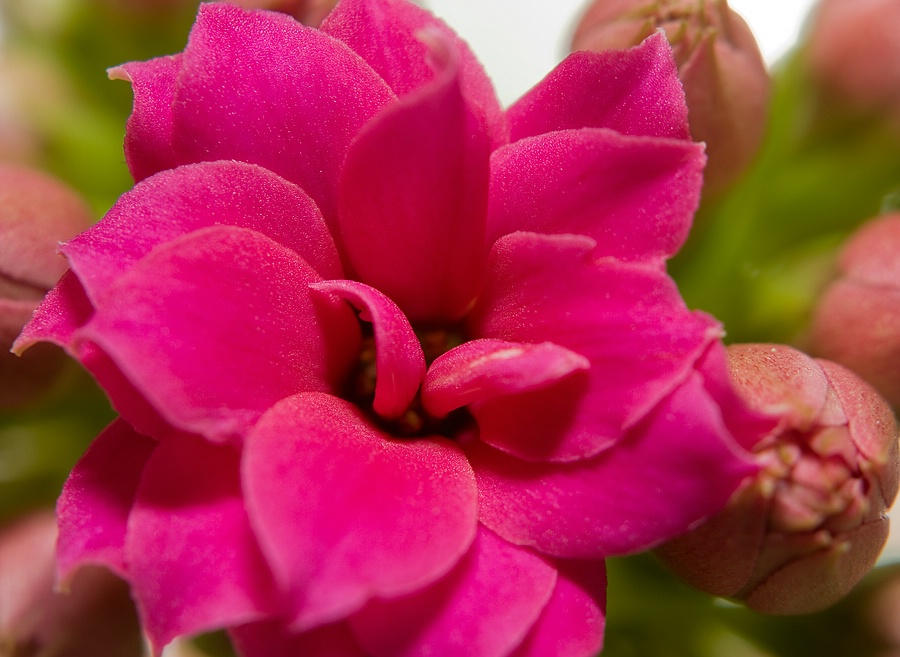 Kalanchoe