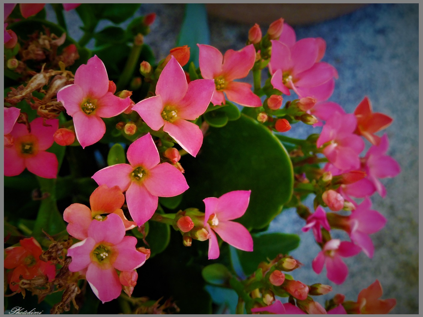 Kalanchoe