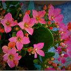 Kalanchoe