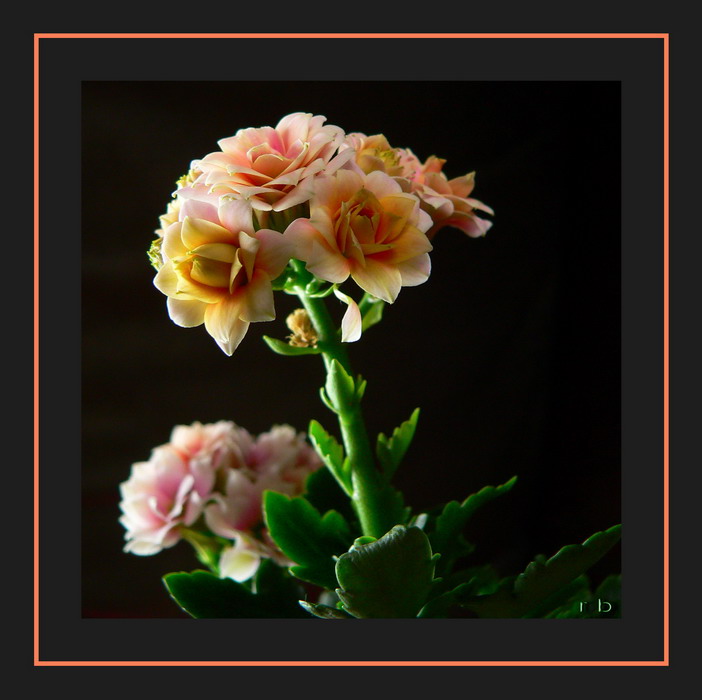 Kalanchoe blossfeldiana