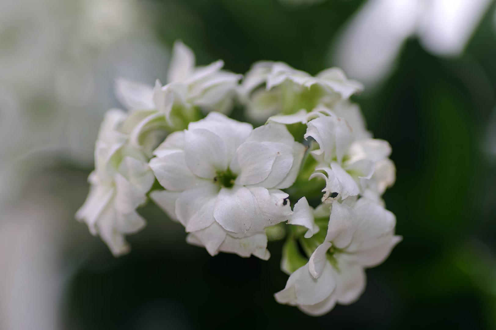 Kalanchoe-Blüten