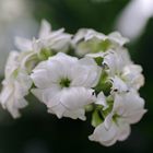 Kalanchoe-Blüten