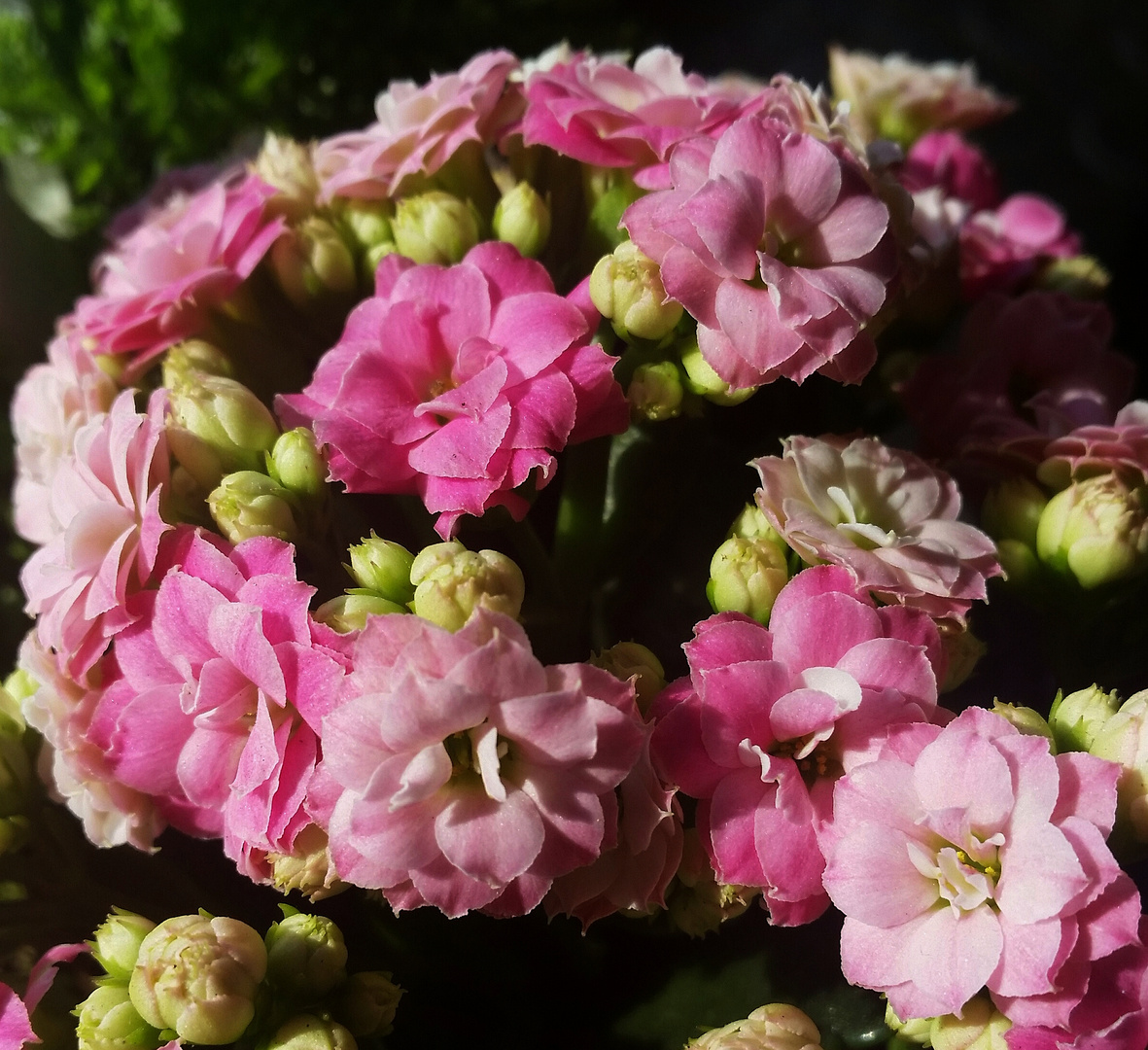 Kalanchoe ...