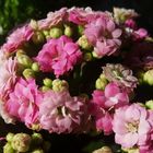 Kalanchoe ...