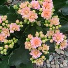 Kalanchoe 'Dorothy'