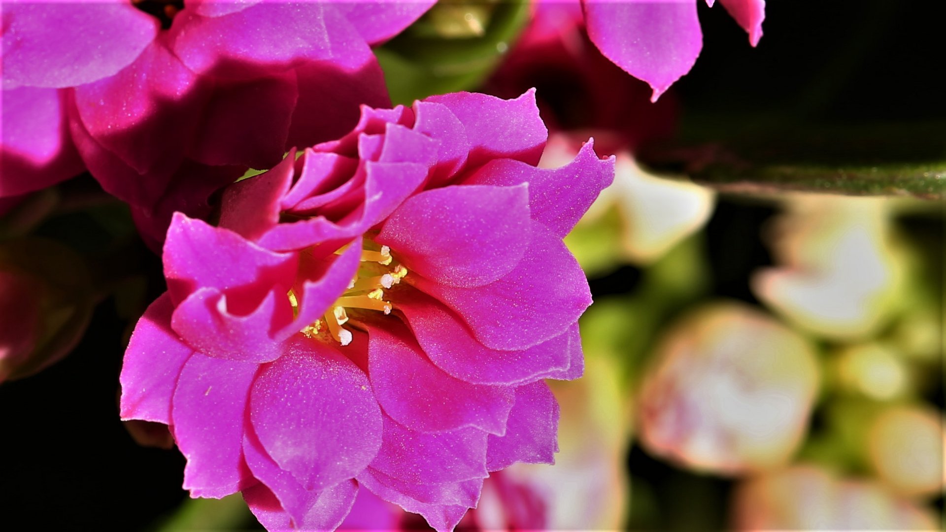 Kalanchoe - einzelne Blüte