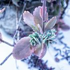 KALANCHOE FEDTSCHENKOI VARIEGATA