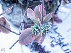 KALANCHOE FEDTSCHENKOI VARIEGATA