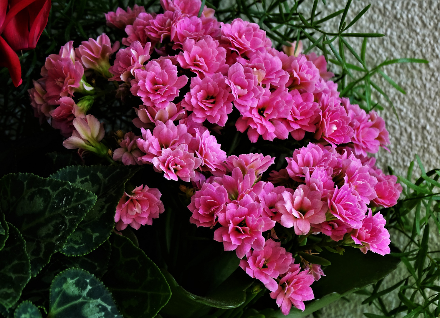 Kalanchoe (Flammendes Käthchen)