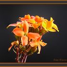 Kalanchoe (gruppo)