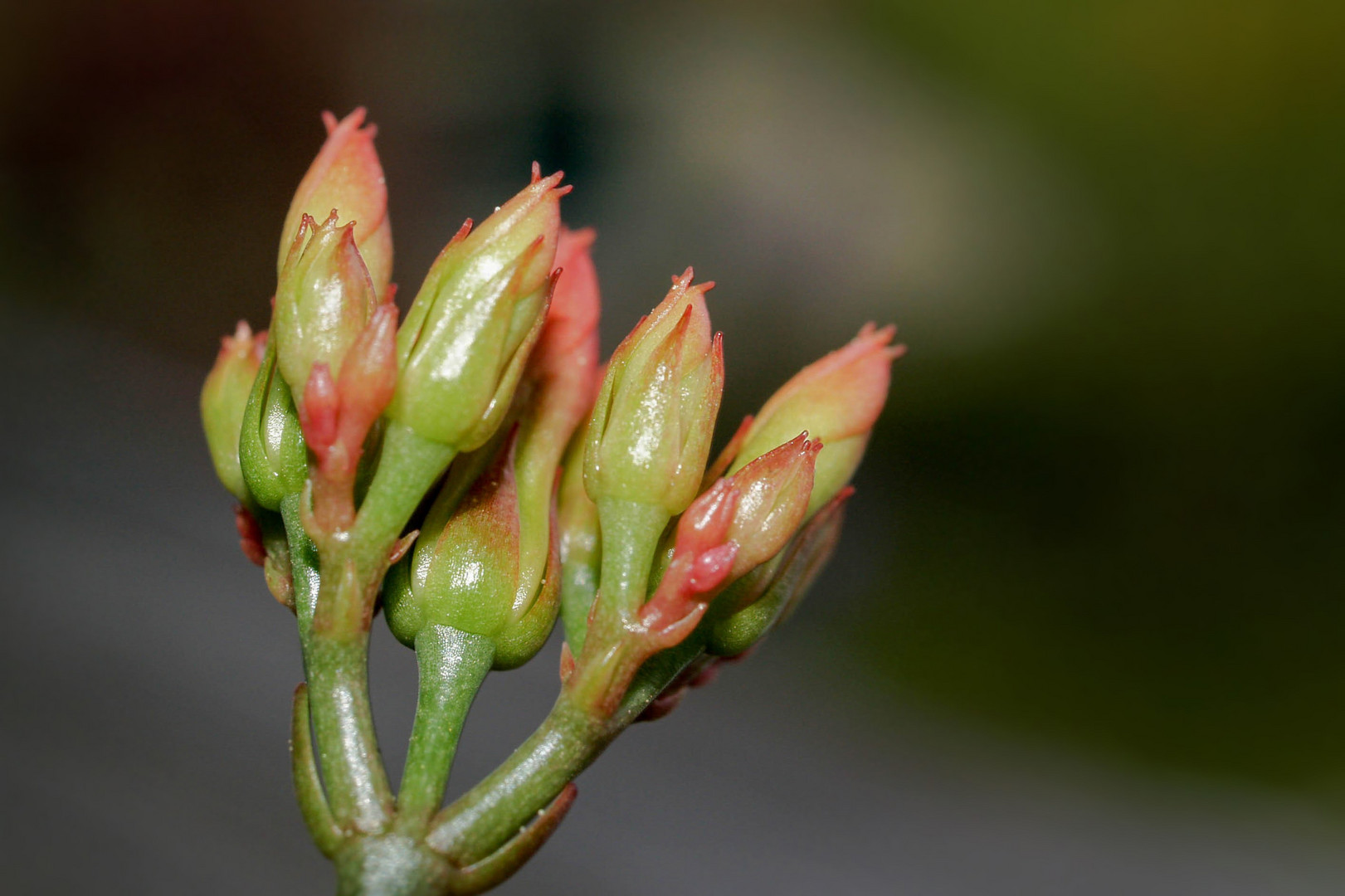 Kalanchoe-Knospen