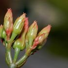 Kalanchoe-Knospen