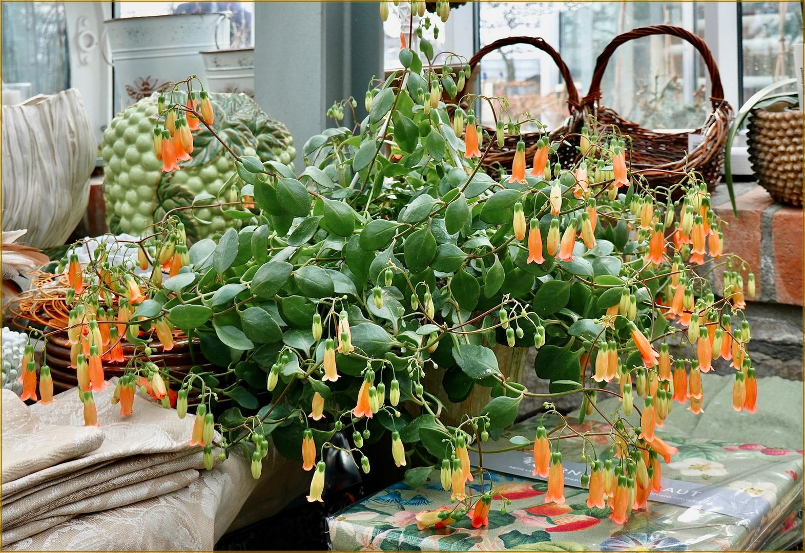 Kalanchoe manginii