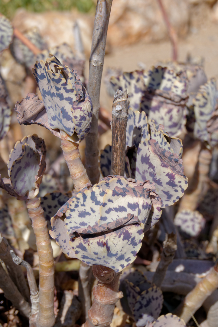 Kalanchoe marmorata