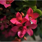 Kalanchoe nach dem Regen